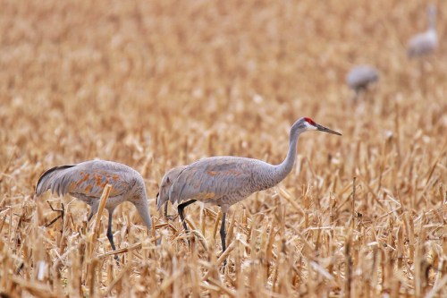 Two sandhill cranes foraging in a golden, harvested field with a blurred background of more cranes.
