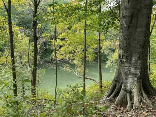 A serene forest scene with a large tree in the foreground and a calm, greenish body of water visible through the trees.