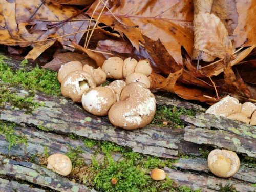 Cluster of brown mushrooms growing on a mossy log, surrounded by fallen leaves.