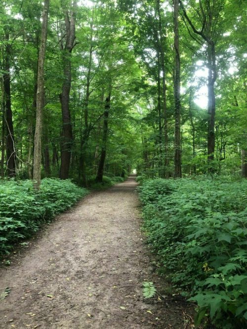 A serene dirt path winding through a lush green forest, surrounded by tall trees and dense foliage.