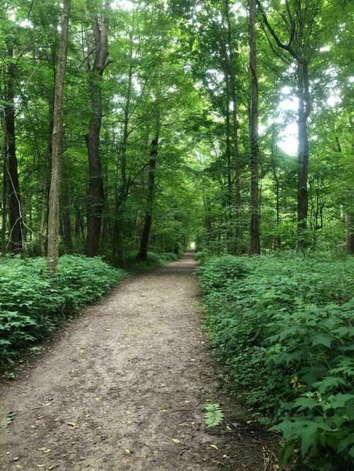 A serene dirt path winding through a lush green forest, surrounded by tall trees and dense foliage.