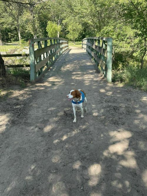 A dog wearing a blue harness stands on a dirt path leading to a wooden bridge in a green park.