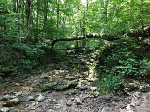 A serene forest scene with a small creek, smooth stones, and a fallen tree surrounded by lush green foliage.