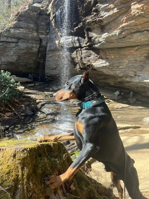 A Doberman stands on a rock near a waterfall, with people in the background enjoying the natural scenery.