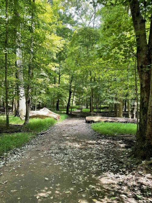 A serene forest path surrounded by lush green trees and scattered leaves on the ground.