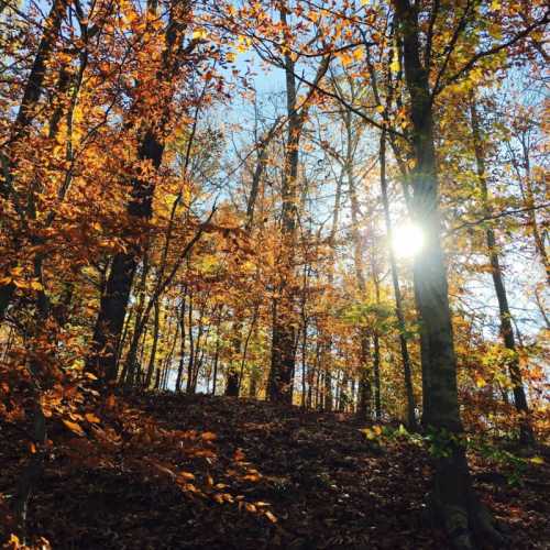 Sunlight filters through vibrant autumn leaves in a serene forest setting.