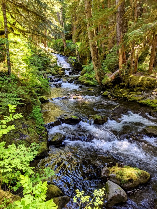 A serene forest scene featuring a flowing stream surrounded by lush greenery and moss-covered rocks.