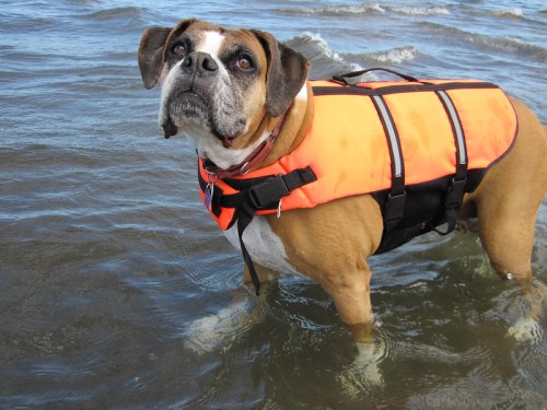 A dog wearing an orange life jacket stands in shallow water, looking up with a curious expression.