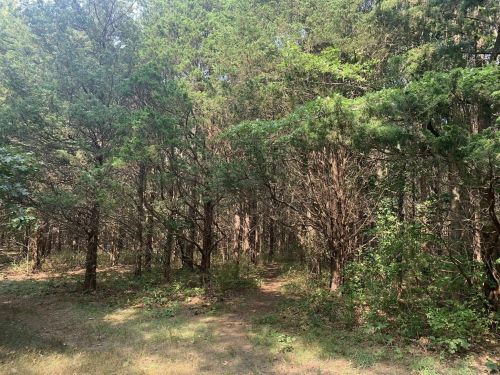 A serene forest scene with dense trees and a narrow path winding through the greenery.