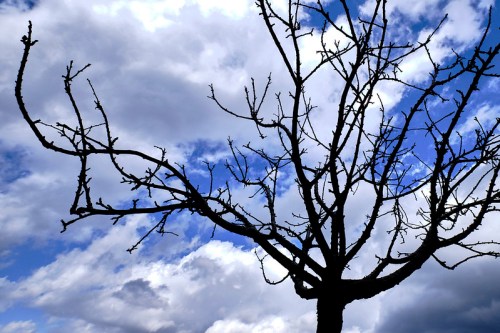Silhouette of a bare tree against a backdrop of blue sky and fluffy clouds.