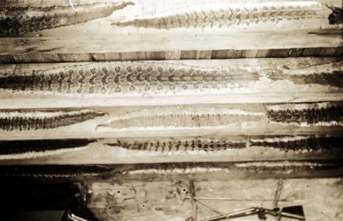 Close-up of wooden planks displaying intricate patterns, possibly from fish scales or similar textures.