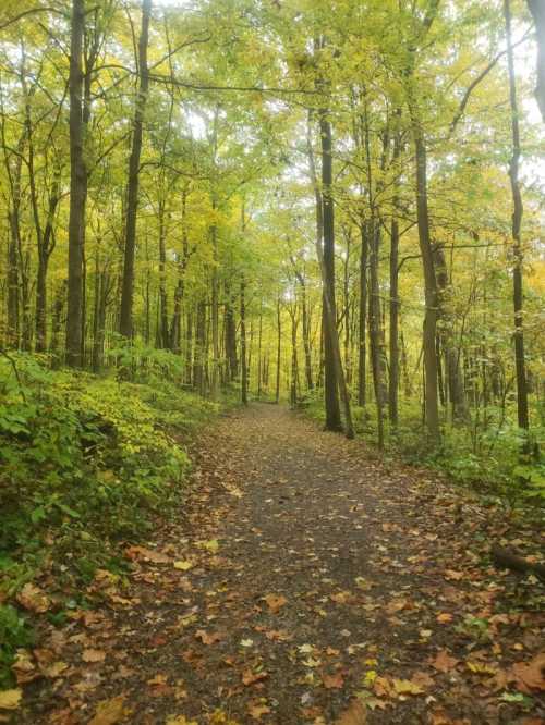 A serene forest path lined with tall trees and vibrant autumn leaves on the ground.