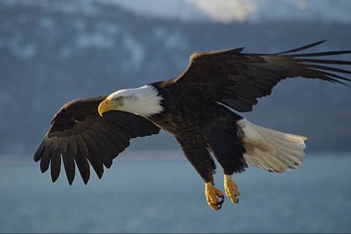 A bald eagle soaring gracefully with outstretched wings against a blurred natural background.
