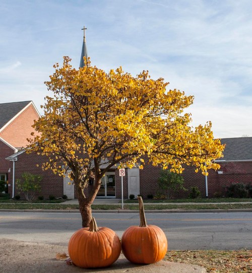 A vibrant yellow tree stands beside two pumpkins in front of a church on a sunny autumn day.