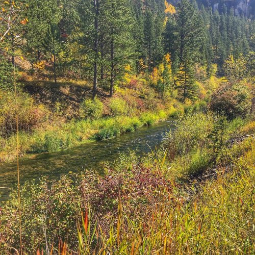 A serene river flows through a vibrant forest with autumn foliage and lush greenery under a clear blue sky.
