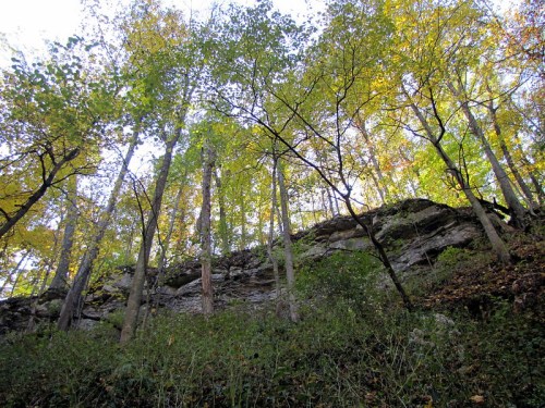 A view of tall trees with vibrant autumn leaves, rising above a rocky cliff under a clear sky.