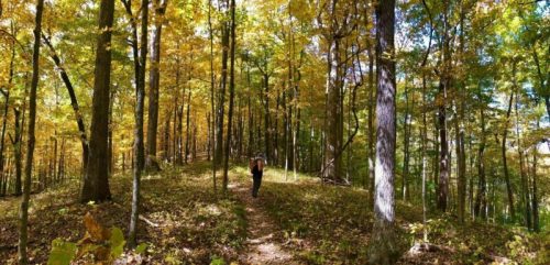 A person walks along a forest path surrounded by vibrant autumn foliage and tall trees.