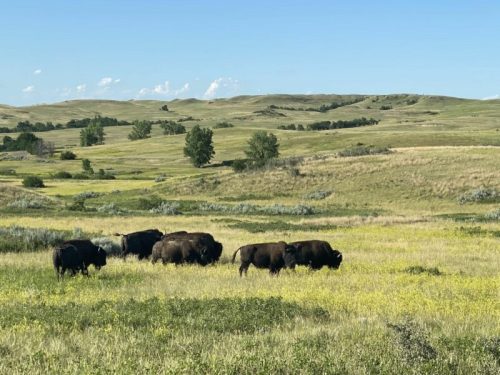 A herd of bison grazes in a lush green field with rolling hills and blue skies in the background.