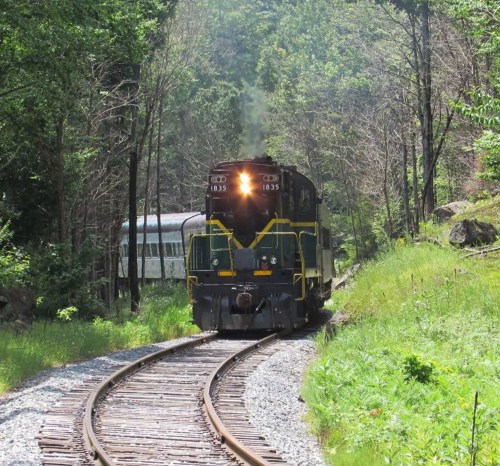 A black and yellow train approaches on a curved track surrounded by lush green trees and foliage.