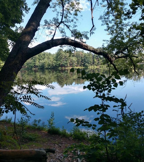 A serene lake surrounded by trees, reflecting the blue sky and clouds, with lush greenery in the foreground.