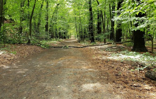 A serene forest path lined with green trees, featuring scattered branches and dappled sunlight on the ground.