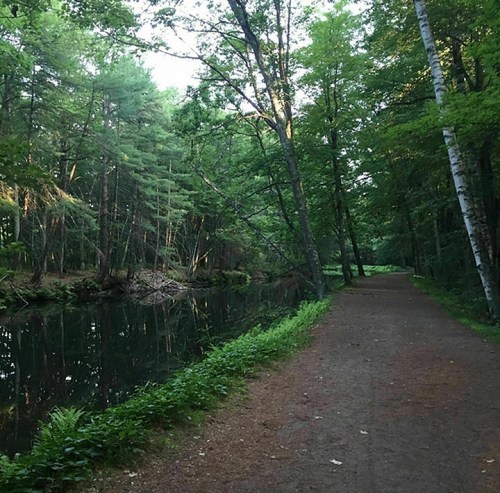A serene forest path alongside a calm river, surrounded by lush green trees and foliage.