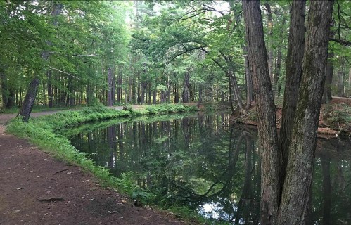 A serene forest scene with a calm pond reflecting trees, surrounded by lush greenery and a dirt path.