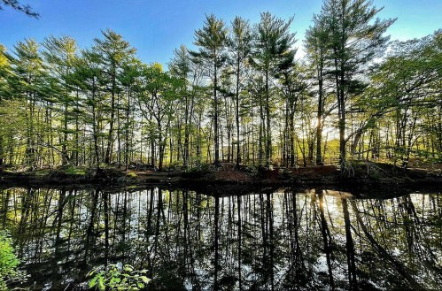 A serene landscape featuring a calm river reflecting trees and a clear blue sky. Sunlight filters through the leaves.