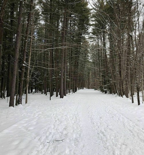A snowy path winding through tall trees in a serene winter forest.