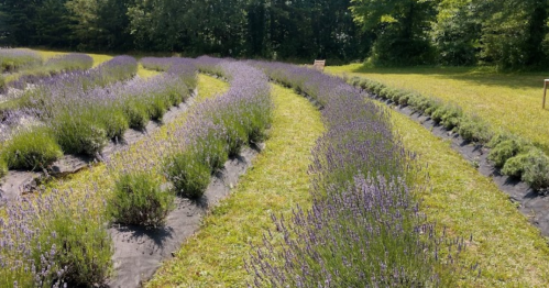A scenic lavender field with rows of blooming lavender plants and lush green grass in the background.