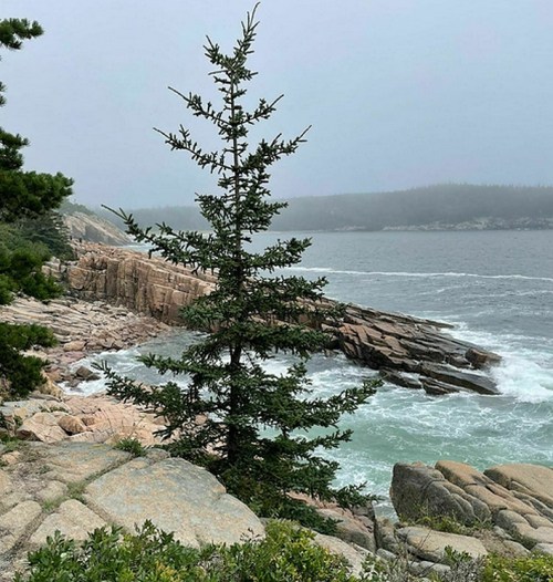 A rocky coastline with a tall tree, waves crashing against the shore, and a misty horizon in the background.