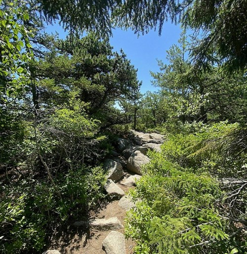A rocky path winds through lush greenery and trees in a natural outdoor setting.