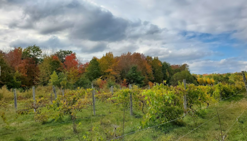 A scenic vineyard with lush green vines and trees displaying autumn colors under a cloudy sky.