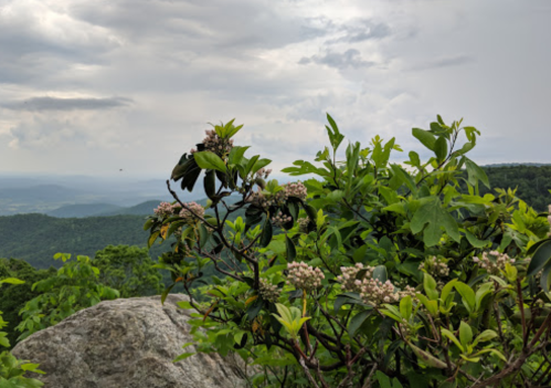 A rocky landscape with green foliage and blooming flowers, set against a cloudy sky and distant mountains.