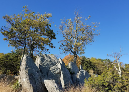 Two trees stand atop large gray rocks against a clear blue sky, surrounded by greenery and autumn foliage.