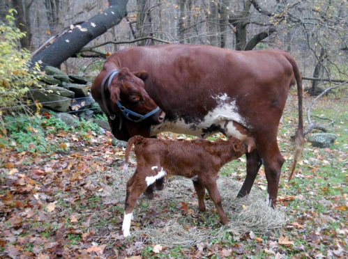A brown cow nursing her calf in a wooded area with fallen leaves and hay on the ground.