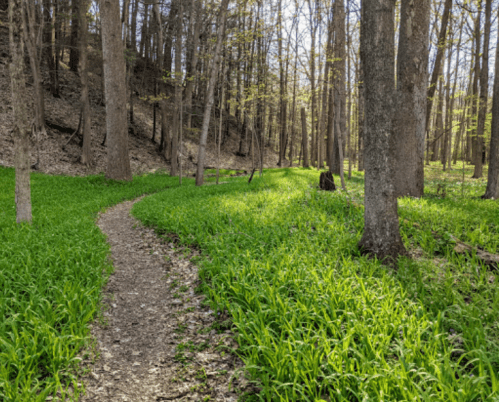 A winding path through a lush green forest with tall trees and vibrant undergrowth.