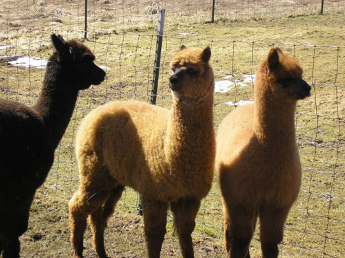 Three alpacas stand near a fence in a grassy field, with one black and two brown in color.