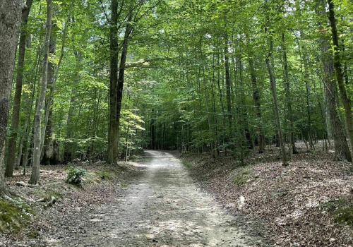 A serene forest path surrounded by lush green trees and scattered leaves on the ground.
