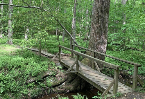 A wooden bridge crosses a small stream in a lush green forest filled with ferns and tall trees.