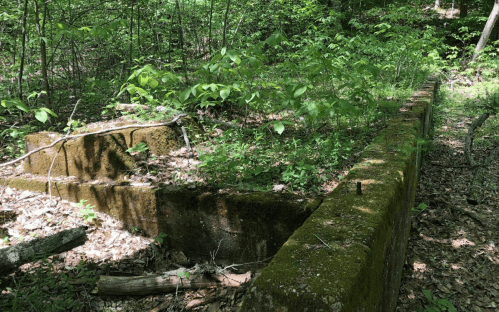Overgrown concrete foundations in a lush, green forest, surrounded by plants and trees.
