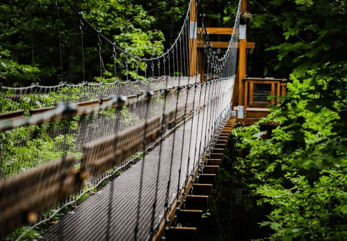 A wooden suspension bridge surrounded by lush green trees, leading into a dense forest.