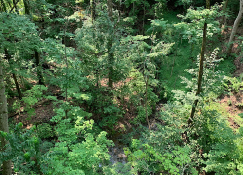 Lush green forest with dense trees and underbrush, featuring a small creek running through the landscape.