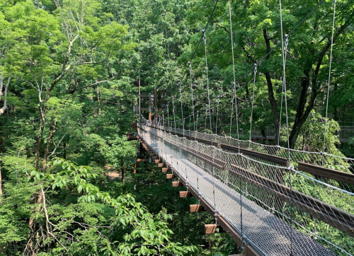 A suspension bridge stretches over a lush green forest, surrounded by trees and dappled sunlight.