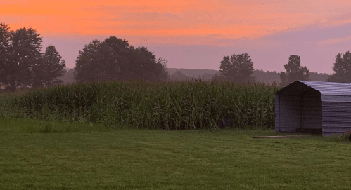 A serene landscape at sunset, featuring tall cornfields and a small shed under a colorful sky.
