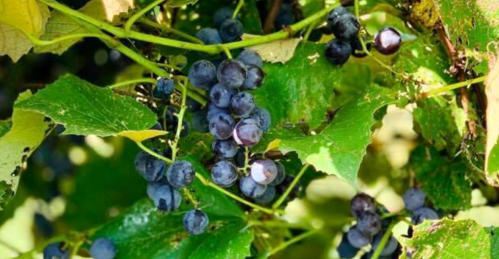 Bunches of ripe black grapes hanging among green leaves on a vine.