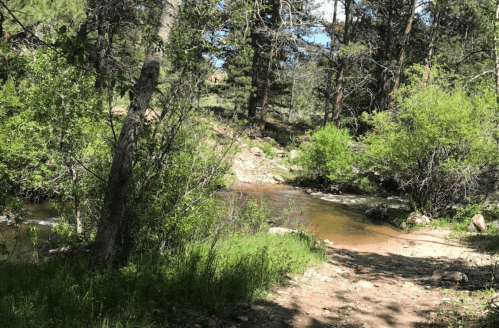 A serene forest scene with a winding creek surrounded by lush greenery and trees under a clear blue sky.