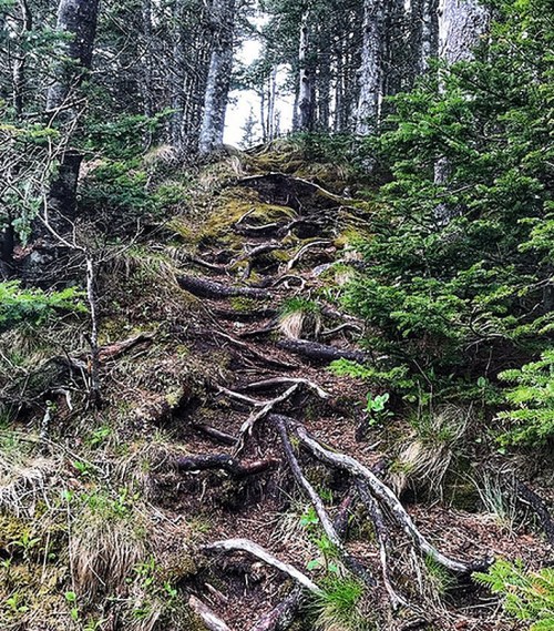 A forest path with exposed tree roots, surrounded by greenery and tall trees, leading up a slope.