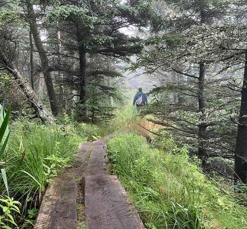 A person walks along a wooden path through a misty forest, surrounded by lush greenery and tall trees.