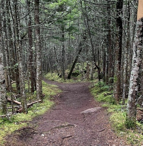 A winding dirt path through a dense, green forest with tall trees and moss-covered ground.
